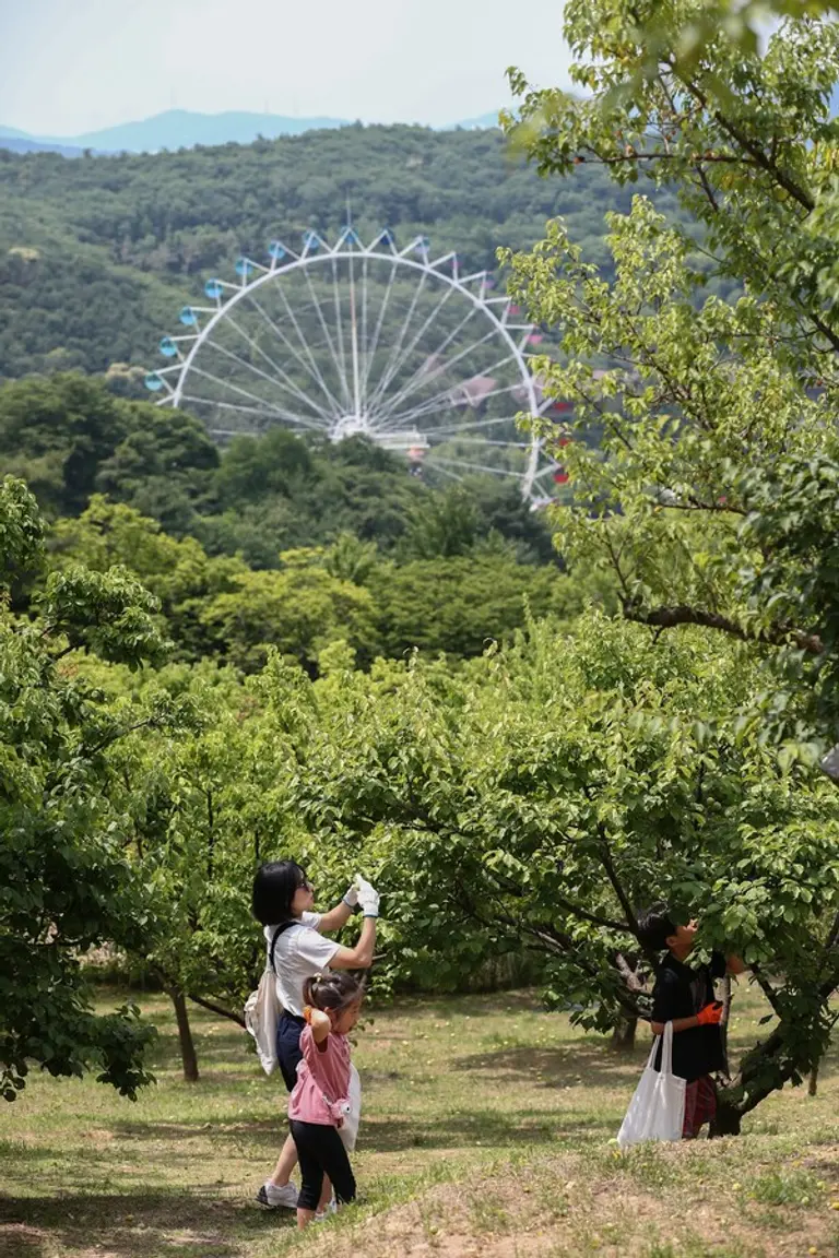 에버랜드 매실따기 체험