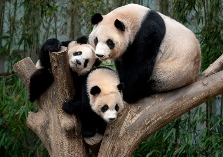 에버랜드 판다월드에서 만나볼 수 있는 판다 가족(루이바오, 후이바오, 아이바오, 러바오)