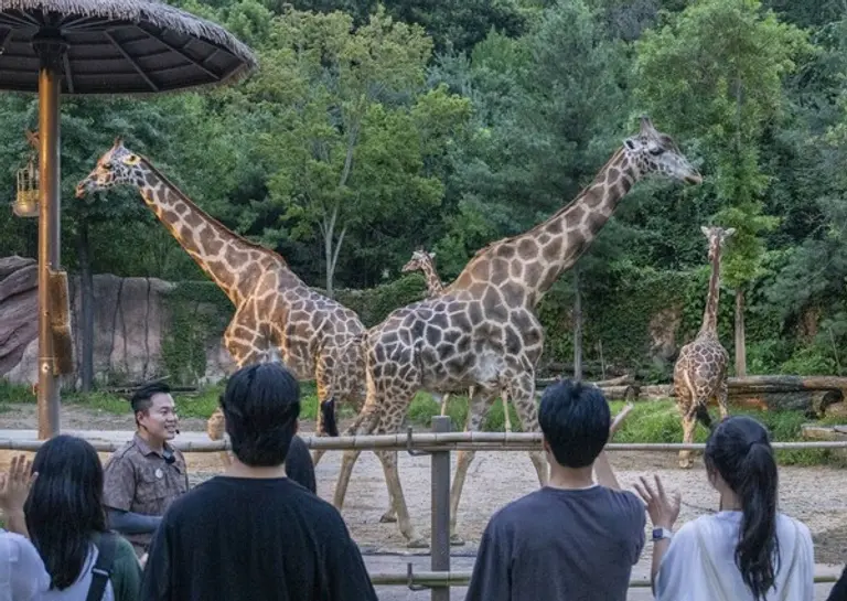 사파리 내부를 걸어서 탐험해보는 