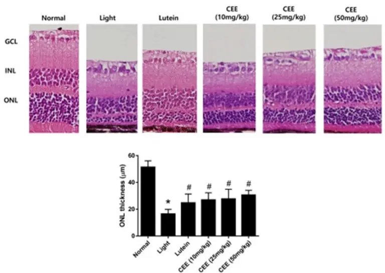 사진-(클로렐라 추출물 섭취에 따른 손상된 망막세포 회복) 출처: Algal Research 82 (2024) 103620