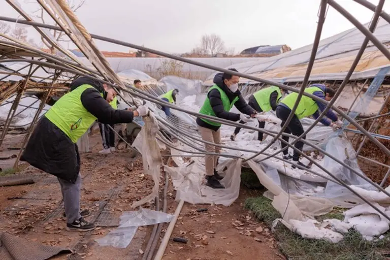 무너진 비닐하우스를 철거하는 NH농협은행 직원들 [출처: NH농협은행]