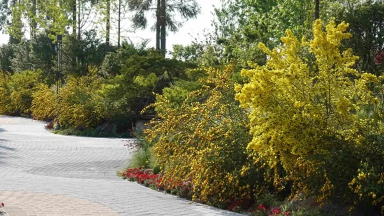 산이정원 산책길을 따라 만개한 금작화 (사진=BS한양)