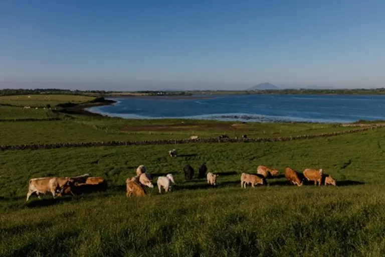 고품질의 ‘목초 사육 소고기’로 국내에도 잘 알려진 아일랜드의 목축 현장(사진제공: 보드비아)