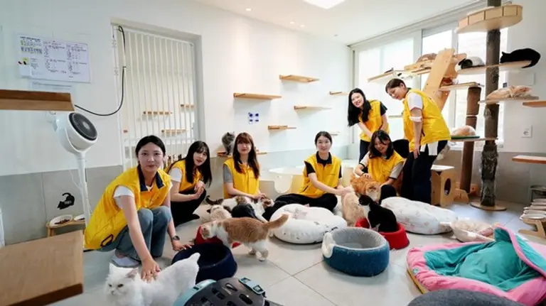 HDC현대산업개발·HDC아이파크몰·HDC신라면세점 등 HDC그룹 직원들이 용산구 한강로에 있는 나비야사랑해 동물보호소에서 시설청소를 진행하고 유기묘를 보살피는 봉사활동을 진행했다. (사진제공=HDC현대산업개발)