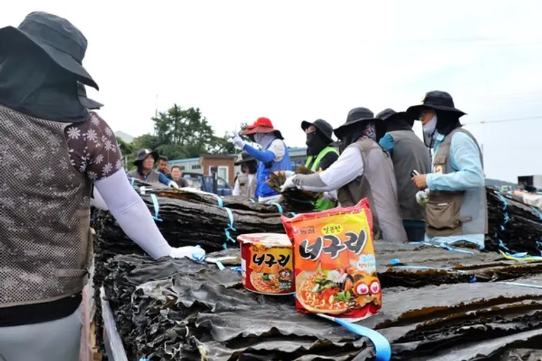 농심, 완도 햇다시마 490톤 구매
