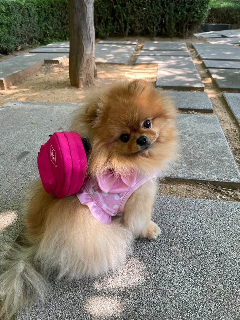 IWP 리펫백 이미지