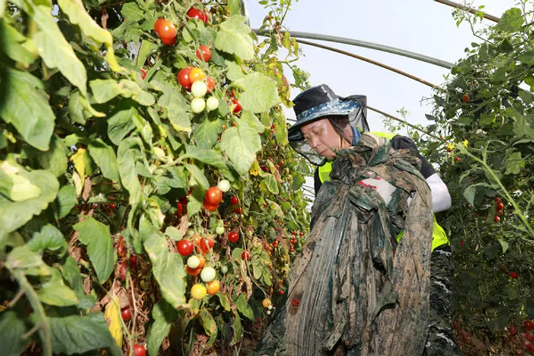 윤병운 NH투자증권 사장이 호우 피해복구에 나서 토마토 밭에서 비닐을 걷어내고 있다. 