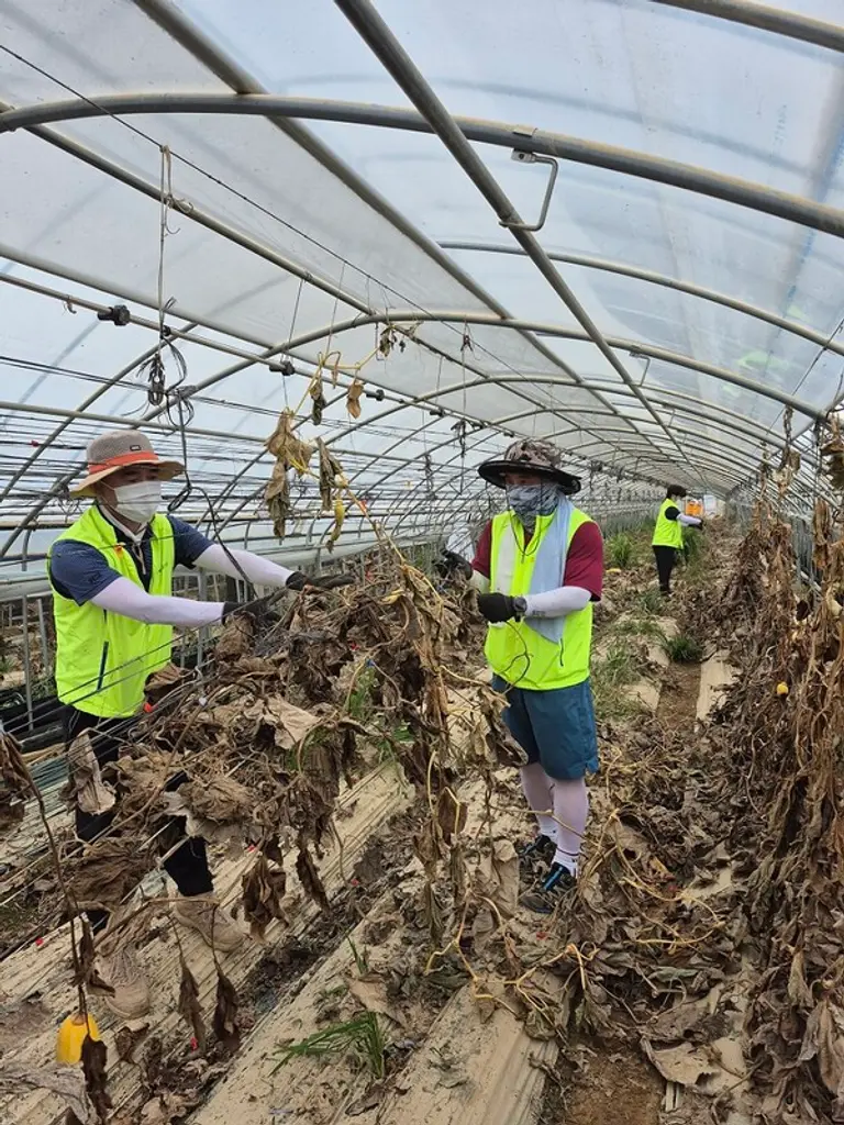 김성훈 부행장(가운데)을 비롯한 농협은행 여신심사부문 임직원들이 지난 31일 충북 청주시 오송읍 일대 침수농가를 찾아 수해복구 작업을 가졌다.