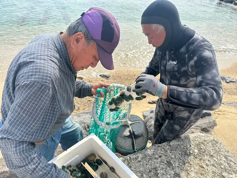  * 울진 어촌계 주민들이 바다에 방류할 전복 종자를 점검하고 있다.