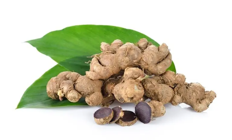 파비플로라 (출처 = 셔터스톡)