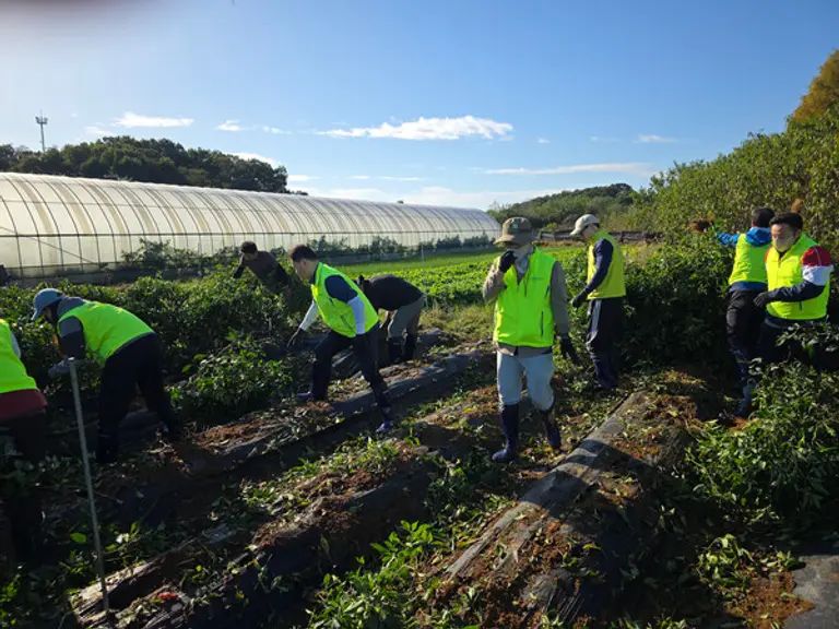 농협은행 리스크관리부문 임직원들이 인천 검단지역 농가를 찾아 수확 후 농가재정비를 통한 일손돕기를 실시하고 있다.