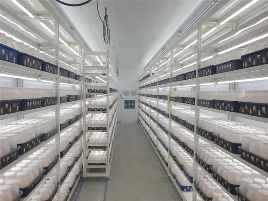 ◇부산경상대학교 스마트팜 센터 내 인삼재배실(사진:부산시)