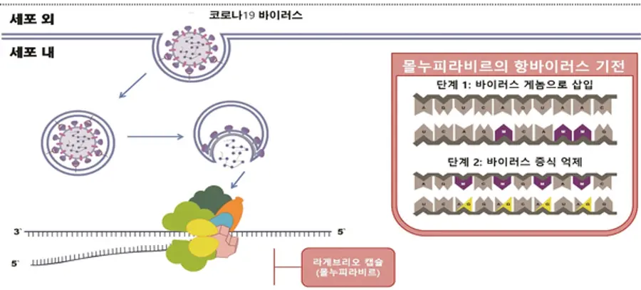 ◇라게브리오 작용기전 모식도(자료: 식약처)