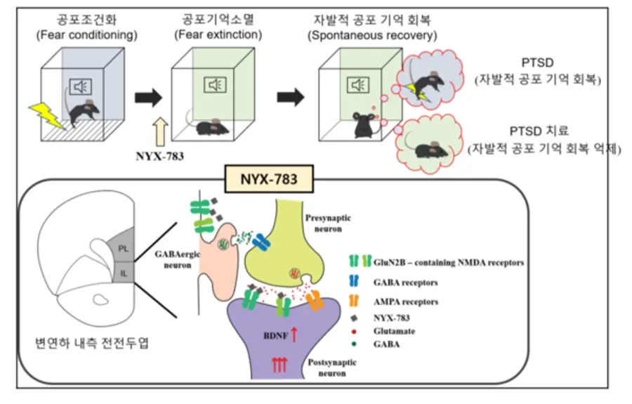 ◇NYX-783의 외상후 스트레스 장애 치료 효과 기전(자료: 과기정통부)