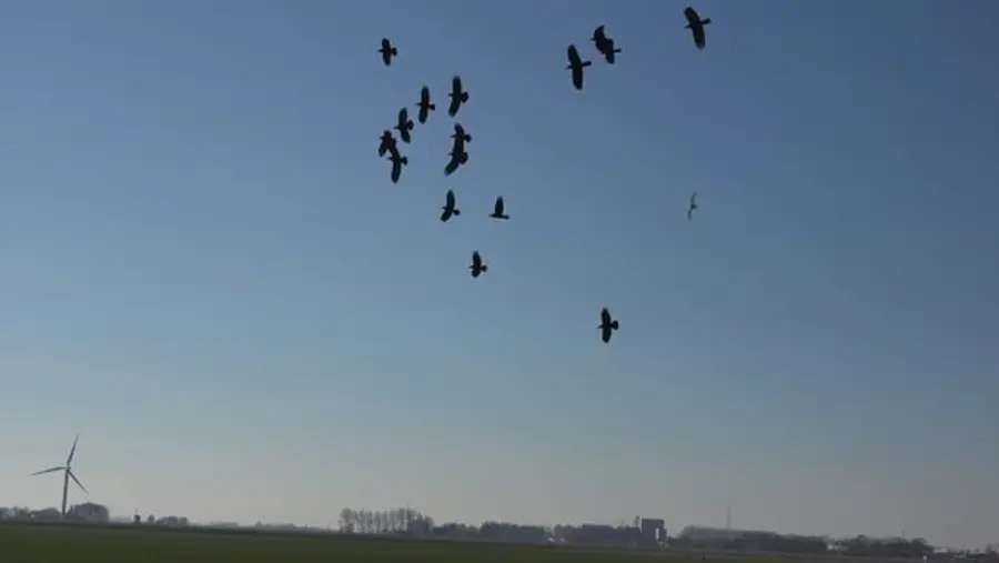  * 로봇매가 새떼를 쫓고 있는 모습