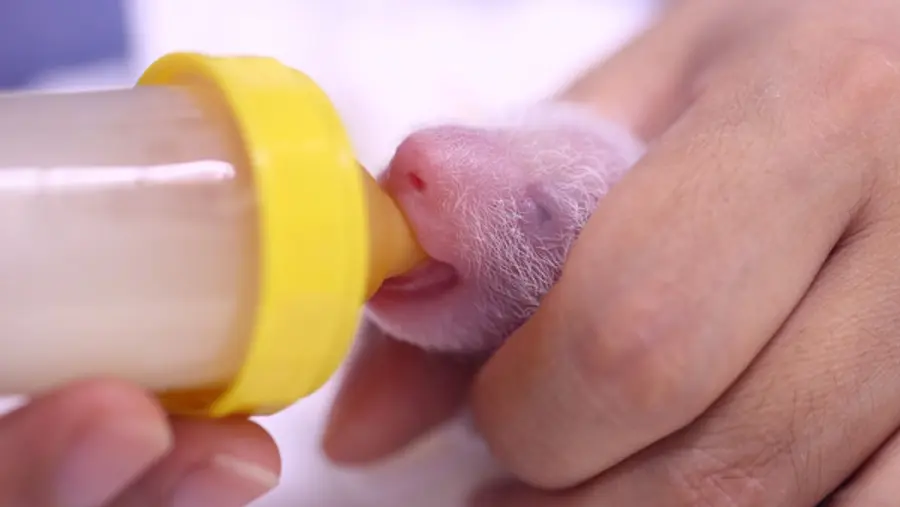 강철원 사육사가 쌍둥이 판다 중 둘째에게 젖병을 물리고 있는 모습_출생 4일차.