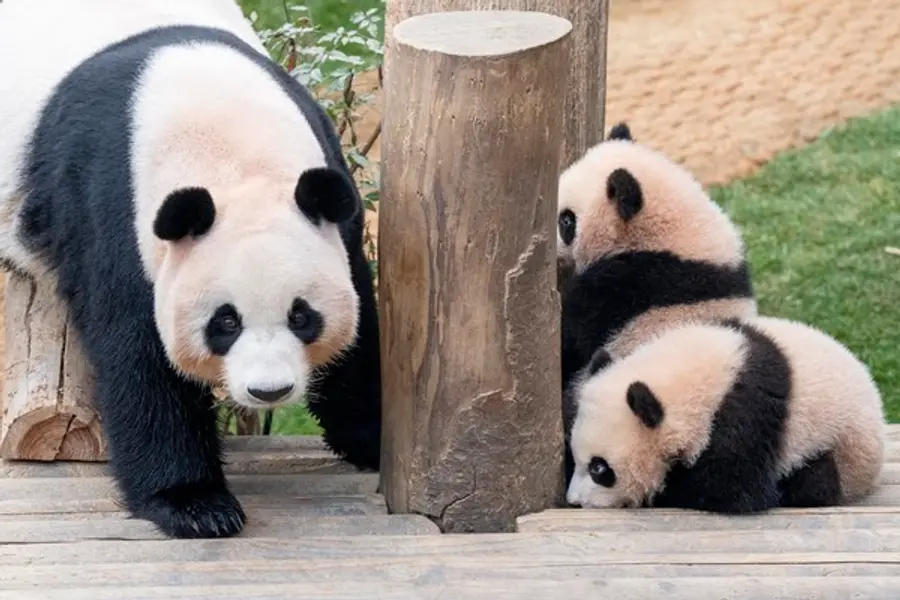 엄마 아이바오(왼쪽), 쌍둥이 아기 판다 첫쨰 루이바오(뒤), 둘째 후이바오(앞)