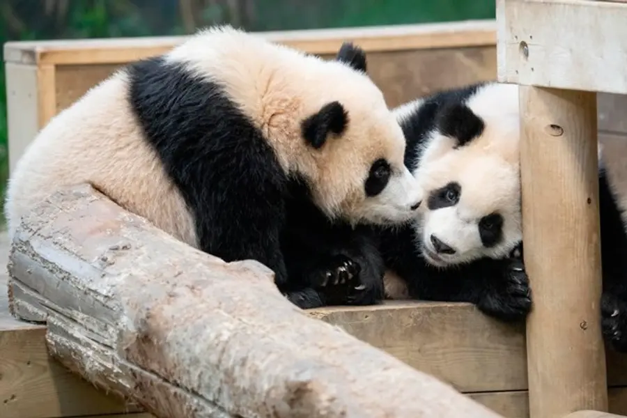 에버랜드, 쌍둥이 판다 공개 100일 맞아 근황 공개