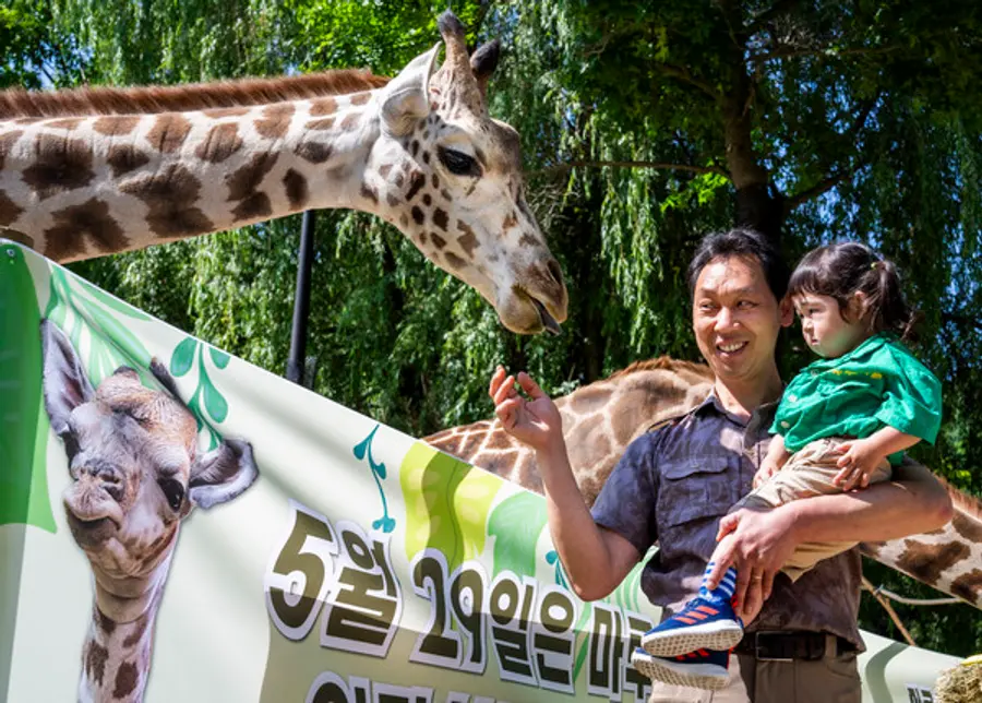 첫 생일 맞은 에버랜드 아기 기린 마루