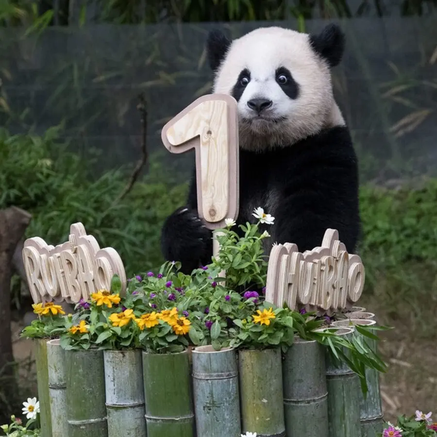 7일 첫 생일을 맞은 에버랜드 쌍둥이 판다 자매_언니 루이바오