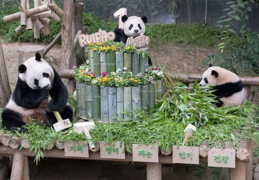 7일 첫 생일을 맞은 에버랜드 쌍둥이 판다 자매와 엄마 아이바오