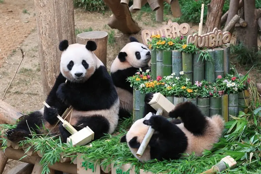 7일 첫 생일을 맞은 에버랜드 쌍둥이 판다 자매와 엄마 아이바오