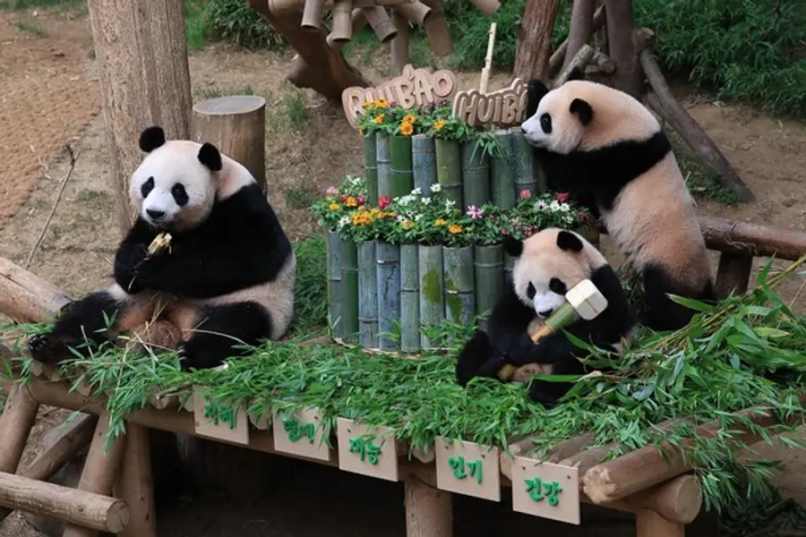 7일 첫 생일을 맞은 에버랜드 쌍둥이 판다 자매와 엄마 아이바오