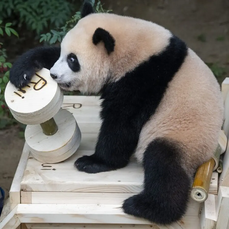 첫 생일 돌잡이에서 건강을 의미하는 대나무 아령을 잡은 쌍둥이 판다 루이바오