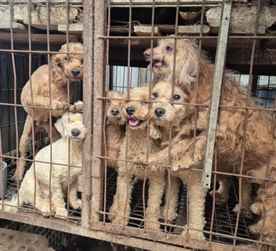부산 불법 번식장에서 구출 직전의 유기견들 [사진 제공 : 한국반려동물영양연구소]