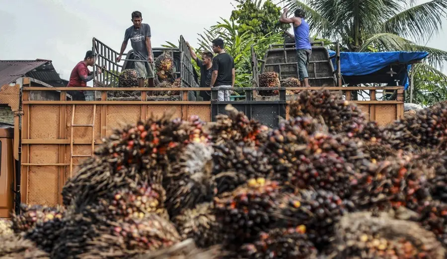 바이오디젤 원료 기름야자가 화물차에 실려지고 있다. 출처=연합뉴스